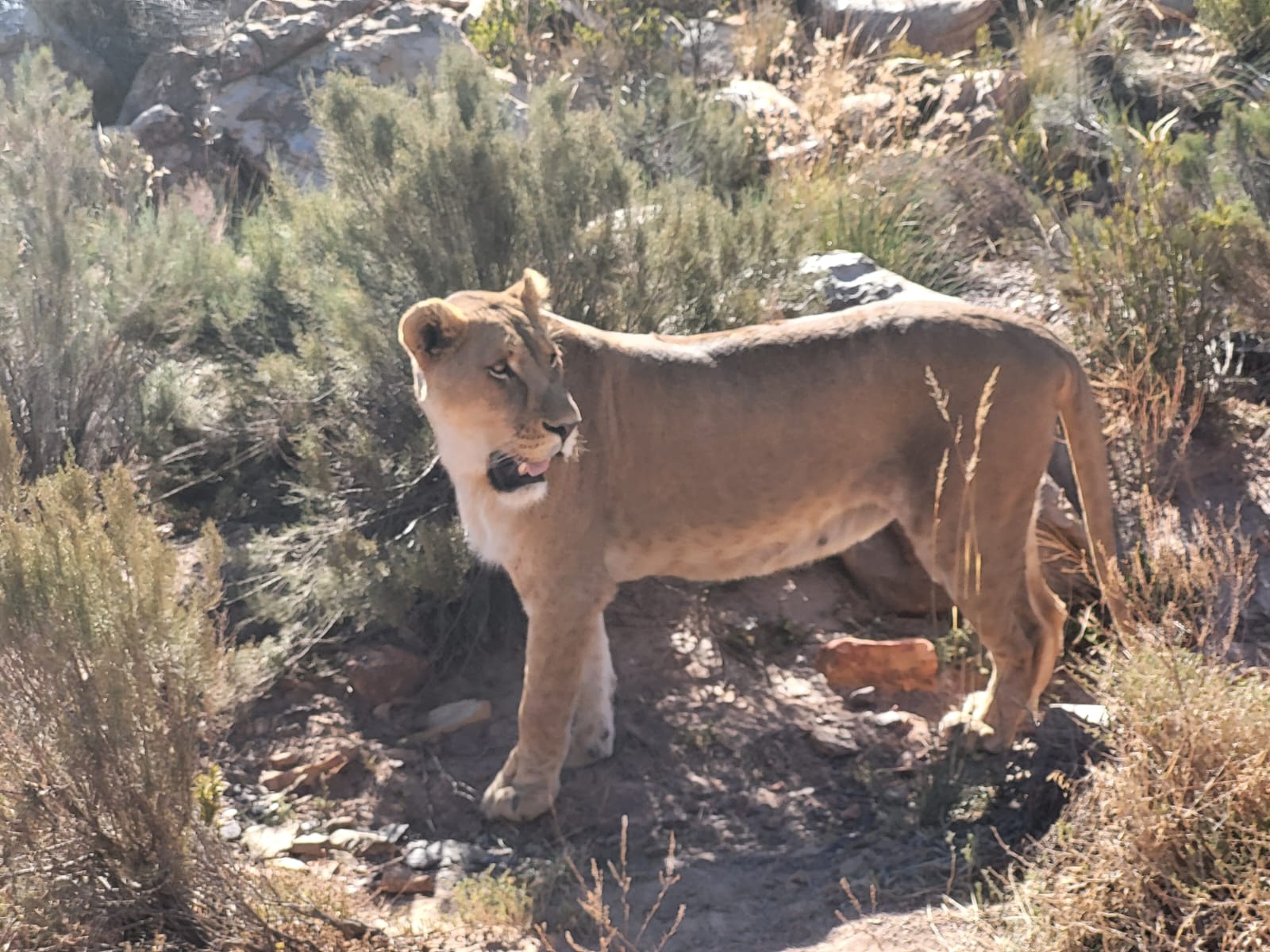 Aquila Game Reserve - Safari 70